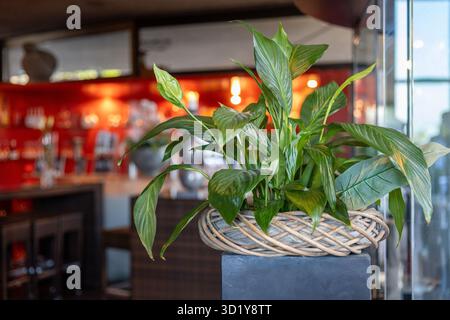 A vibrant green plant is placed in a woven basket, adding natural beauty to the modern bar area with red decor. The setting appears inviting and styli Stock Photo