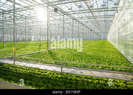 Frillice lettuce field cultivation in vast greenhouse with smart irrigation. High tech plant care Stock Photo
