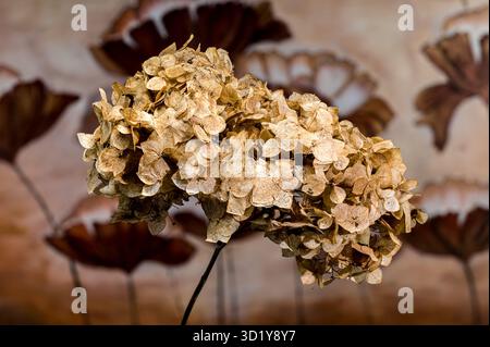Dried Hydrangea Flower Close-Up Stock Photo