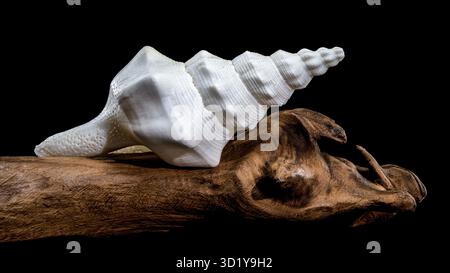 White Fusinus undatus seashell on black background Stock Photo