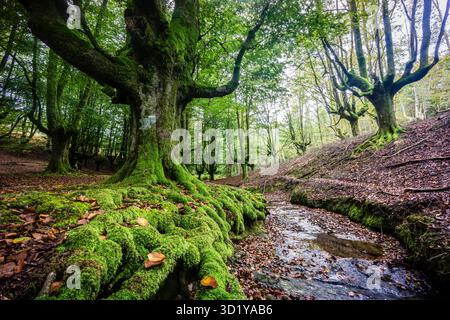Otzarreta beech Stock Photo
