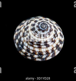 Architectonicidae, the staircase shells or sundials on black background Stock Photo