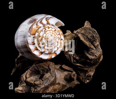 Striated Cone Shell on Driftwood black background Stock Photo