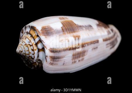 Striated Cone Shell on a black background Stock Photo