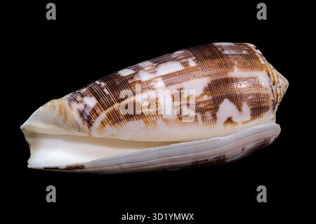 Striated Cone Shell on a black background Stock Photo