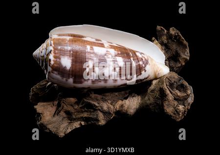 Striated Cone Shell on Driftwood black background Stock Photo