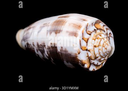 Striated Cone Shell on a black background Stock Photo