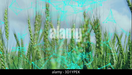 Swaying green wheat stalks and heads displaying digital mesh, with turquoise overlay in farmland Stock Photo