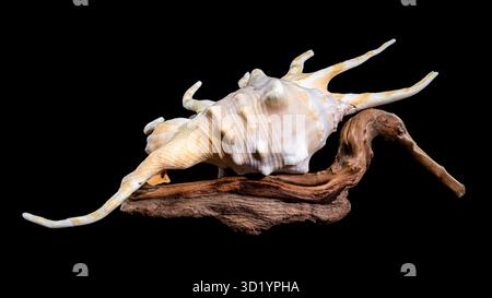 Lambis Spider Conch on driftwood Black Background Stock Photo
