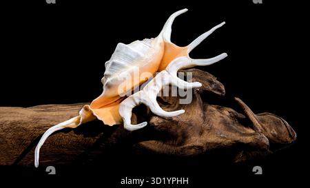 Lambis Spider Conch on driftwood Black Background Stock Photo