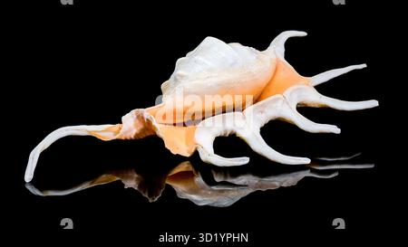 Lambis Spider Conch on Black Background Stock Photo