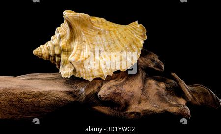 Golden Strombus Shell on driftwood black background Stock Photo