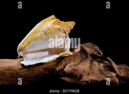 Golden Strombus Shell on driftwood black background Stock Photo