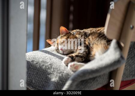 Lazy cat resting and lying on woolen plaid on chair, basking in warm sunlight near window on balcony Stock Photo