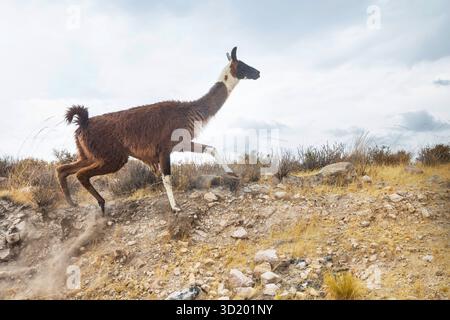 Llama in the pasture in Peru, South America Stock Photo