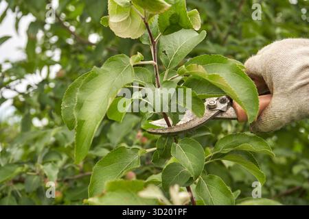 Gardener pruning green apple tree branches with pruning shears for healthy growth in orchard. Stock Photo