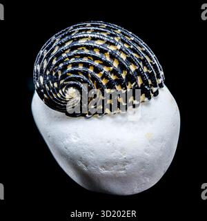 Striped Neritodryas cornea shell on white stone Stock Photo