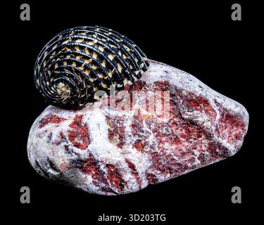 Striped Neritodryas cornea shell on polished stone Stock Photo