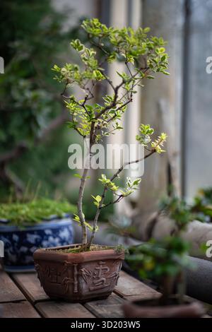 Japanese bonsai tree in clay pot in early spring at home. Soft focus Stock Photo