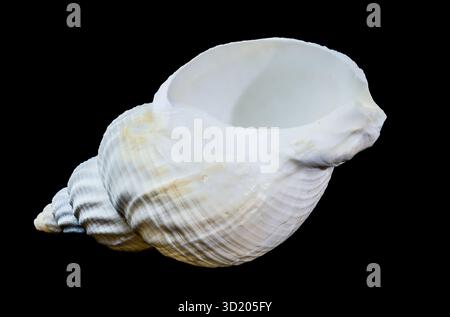 Large white common whelk buccinum undatum shell on black background Stock Photo