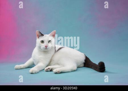 Two white cats with relaxed expressions lie together on a smooth surface, tails curled. The pastel background enhances the serene and gentle Stock Photo