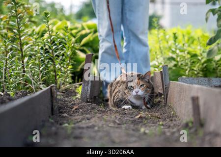 Cat on leash walks first time outdoor in garden. Stressed pet afraid of everything huddled on ground Stock Photo