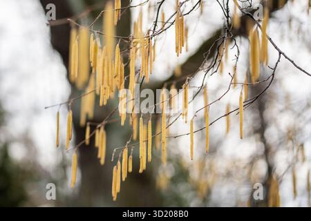 Earrings on hazel branches closeup in early spring. Hazelnut flowering in park. Stock Photo