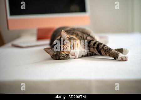Contented cat relaxing, lying on table beside computer. Cute lazy kitty resting on workplace at home Stock Photo