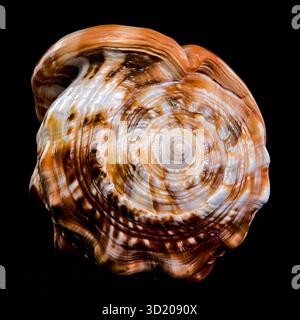 Red Helmet Shell on Black Background Stock Photo