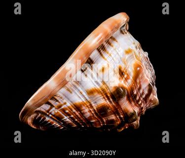 Red Helmet Shell on Black Background Stock Photo
