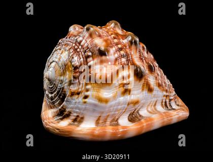 Red Helmet Shell on Black Background Stock Photo