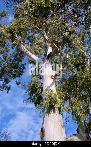 The view up to the Eucalyptus tree. Stock Photo