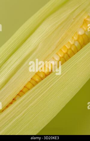Close Up of Fresh Corn Kernels with Water Droplets on Yellow Green Cob Stock Photo, Macro View of Juicy Corn Kernels with Dew on Cob Against Stock Photo