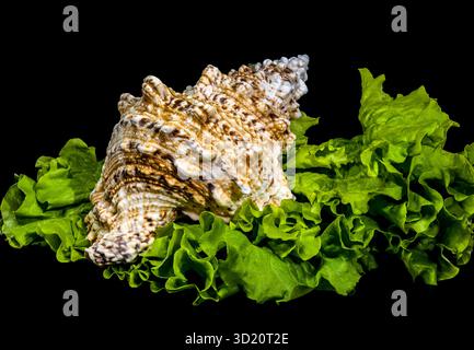Seashell Resting on Vibrant Green Lettuce, Isolated on Black Stock Photo