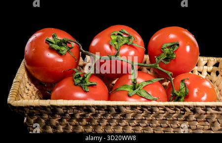 Fresh Tomatoes on the Vine with Black Background Stock Photo