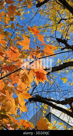 Golden Autumn Foliage in Kyoto, Japan. Vibrant Maple Sweetgum red leaves scenic view Swaying Under a Clear Blue Sky, Fall Nature Scene in a Park Stock Photo