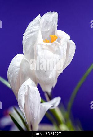 White Crocus Flowers with Water Droplets on a Purple Background Stock Photo