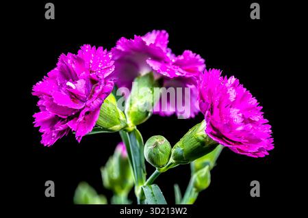 carnation flowers with the black background Stock Photo - Alamy