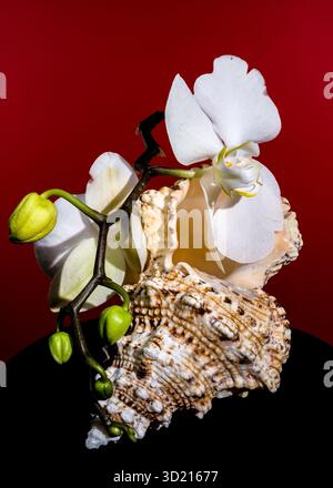 White Orchid and Seashell on Red Background Stock Photo