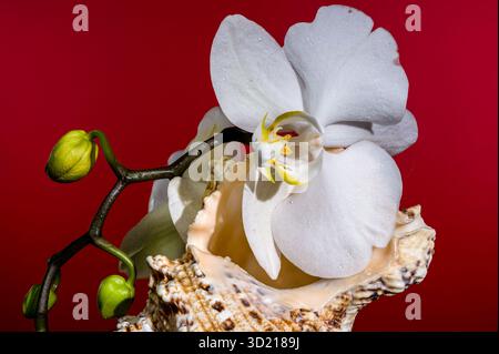 White Orchid and Seashell on Red Background Stock Photo