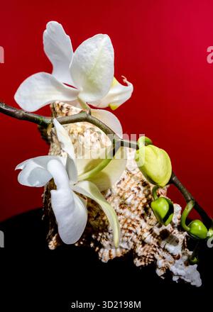 White Orchid and Seashell on Red Background Stock Photo