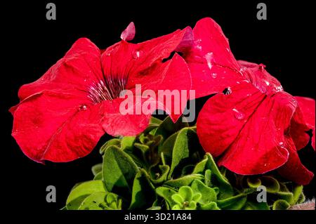 Vibrant Red Petunias with Water Droplets on Black Stock Photo
