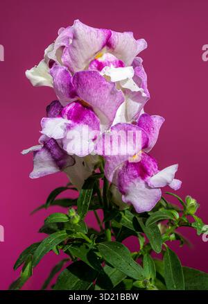 Elegant Pink and White Snapdragon Flowers on a Magenta Stem Stock Photo