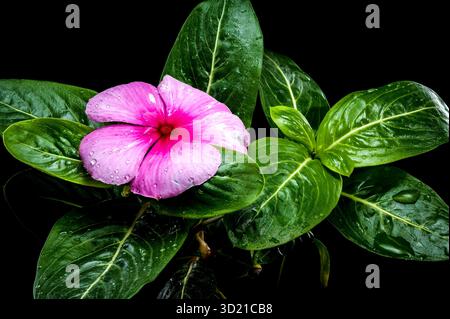Pink Periwinkle Bloom with Water Droplets on Black Stock Photo