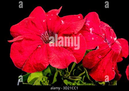 Vibrant Red Petunias with Water Droplets on Black Stock Photo