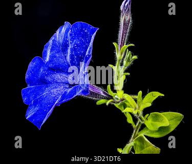 Elegant Blue Petunia Bloom with Water Droplets on Black Stock Photo