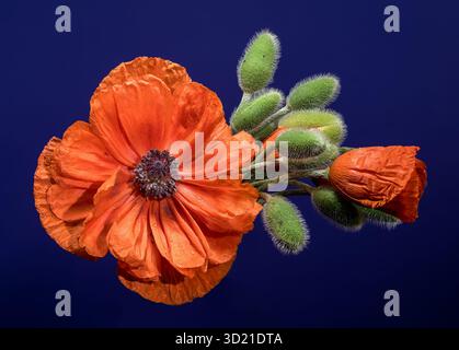 Vibrant Orange Poppy with Buds on Deep Blue Stock Photo
