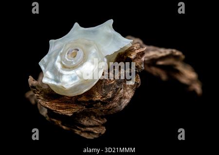 Pearled Delphinula Seashell on Weathered Driftwood Stock Photo