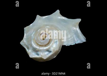 Iridescent Pearled Delphinula Seashell Exquisite Nacreous Marine Beauty Stock Photo