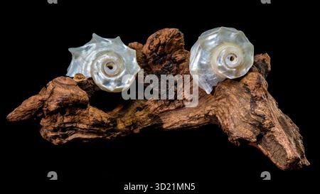 Pearled Delphinula Seashell on Weathered Driftwood Stock Photo